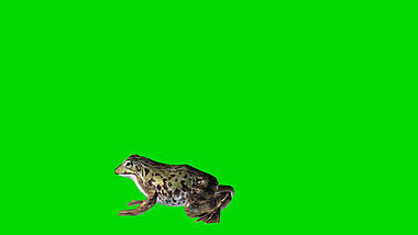 跳跃的绿色青蛙动物合成素材视频的预览图