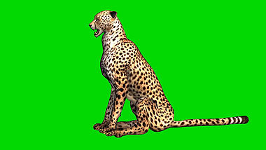 抠像视频豹子坐着休息动物合成素材视频的预览图