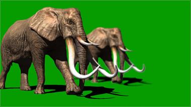抠像合成大象行走动物合成绿幕素材视频的预览图
