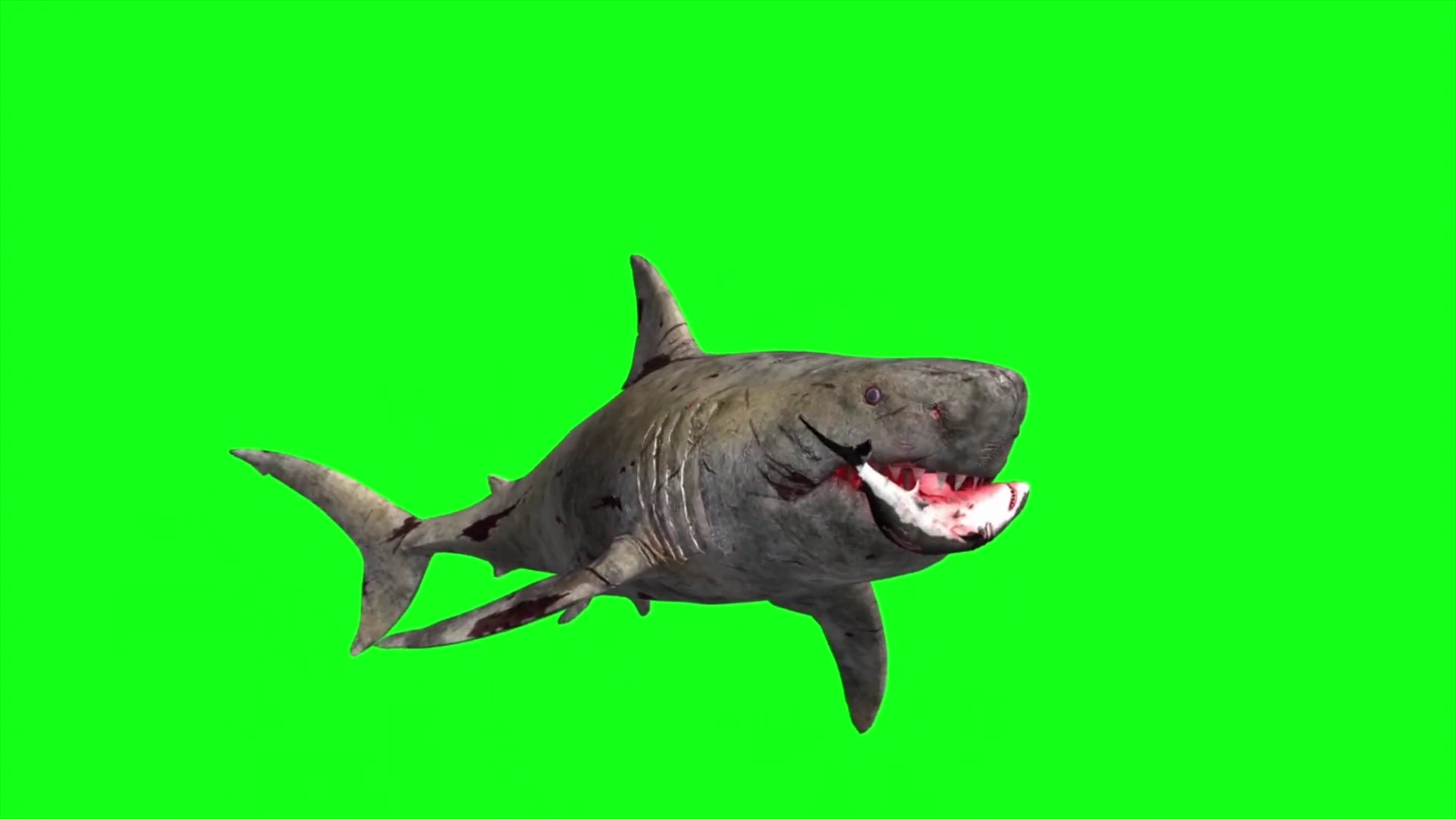 抠像鲨鱼扑杀鱼类撕咬合成视频视频的预览图