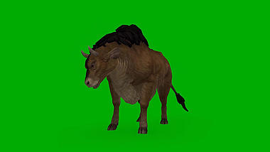 绿色抠像大牛动物动来动去活跃合成素材视频的预览图