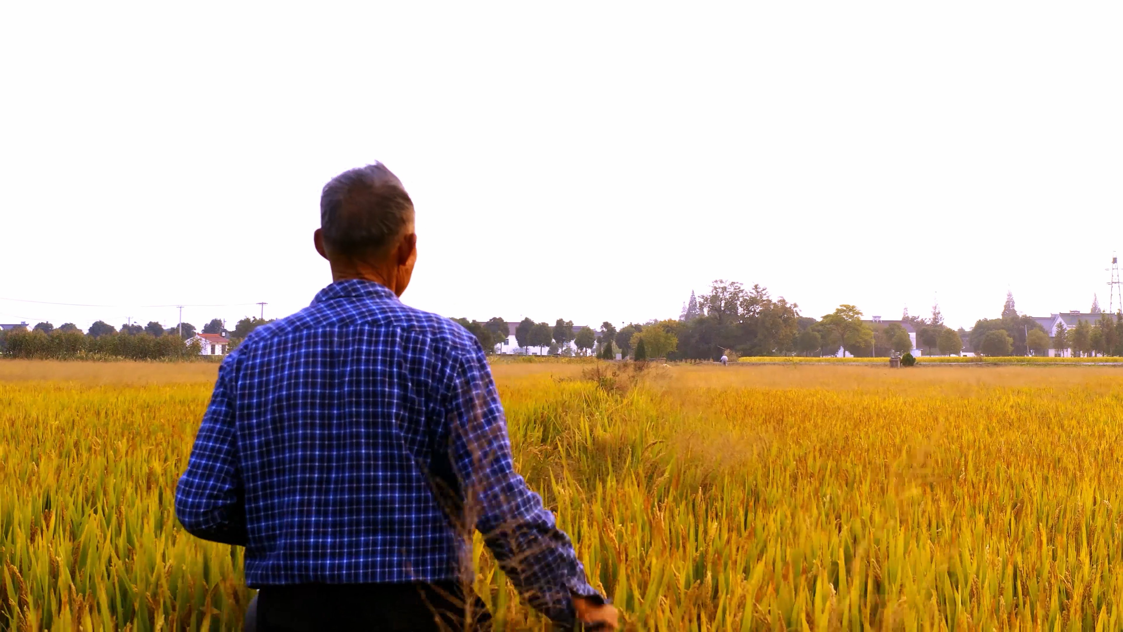 4K实拍秋天农民伯伯在田野间撒肥料视频视频的预览图