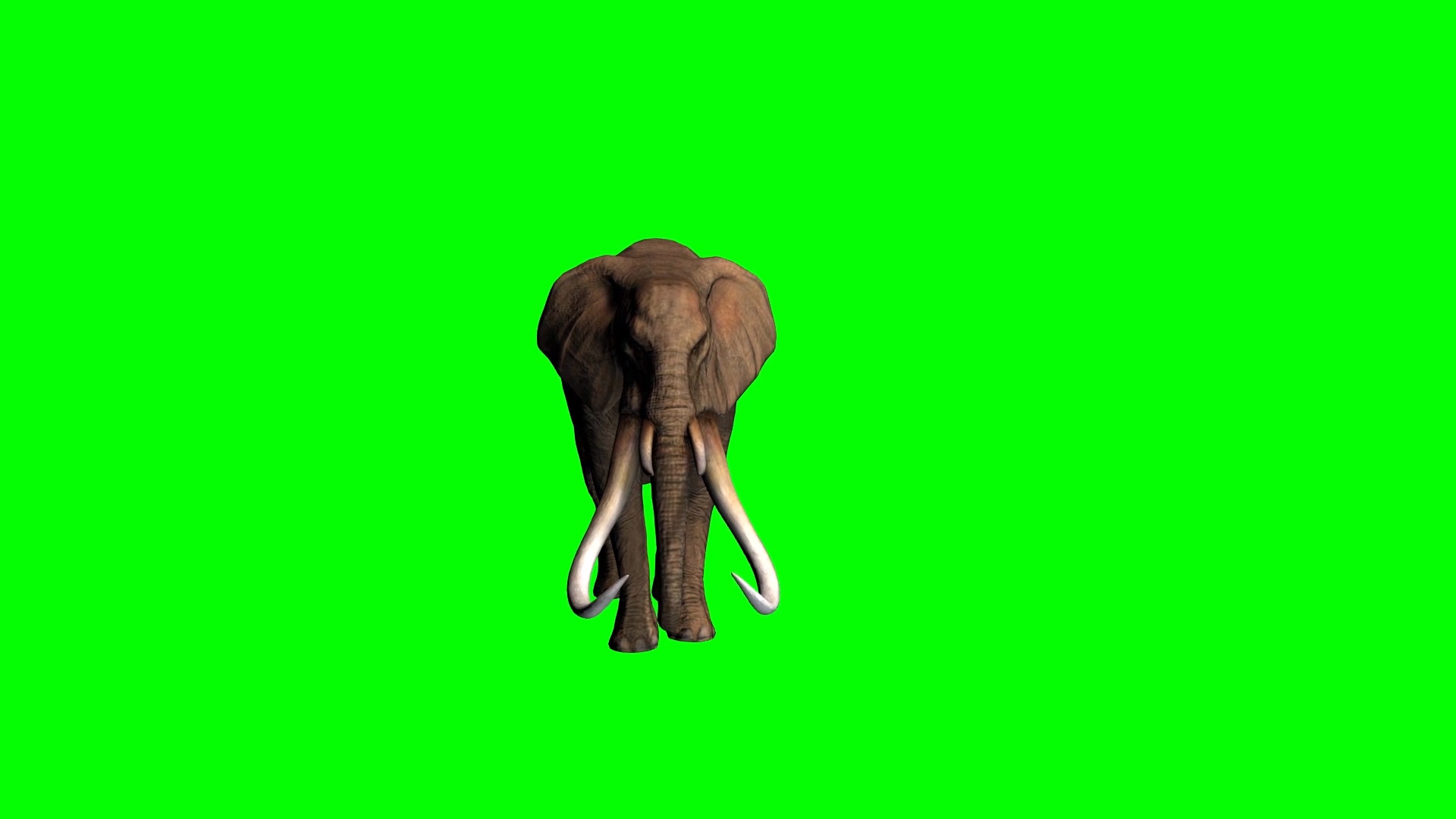 抠像视频大象行走展示合成素材视频的预览图