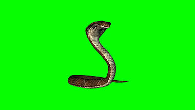 抠像素材蟒蛇攻击状态合成素材视频的预览图
