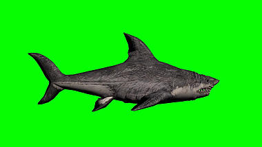 绿色抠像凶猛的大鲨鱼游动展示合成素材视频的预览图