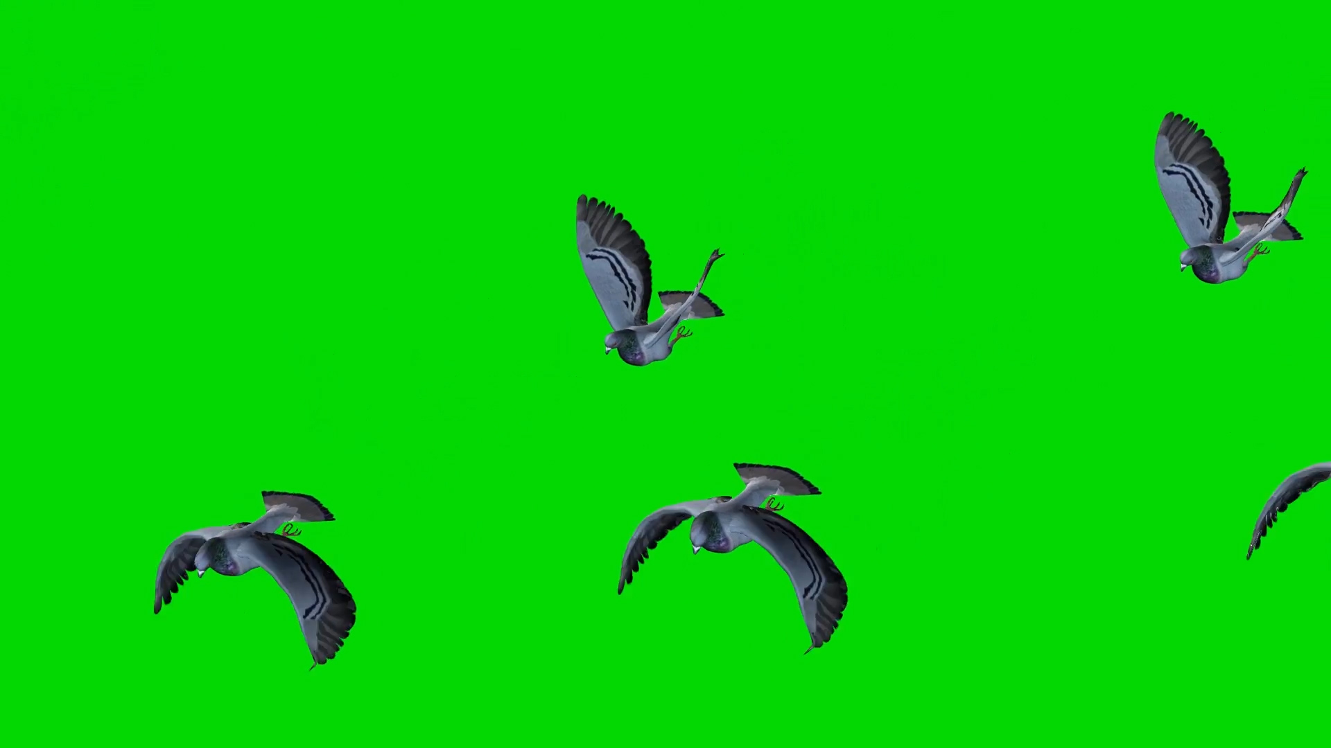 一群鸽子在空中飞舞抠像合成素材视频的预览图