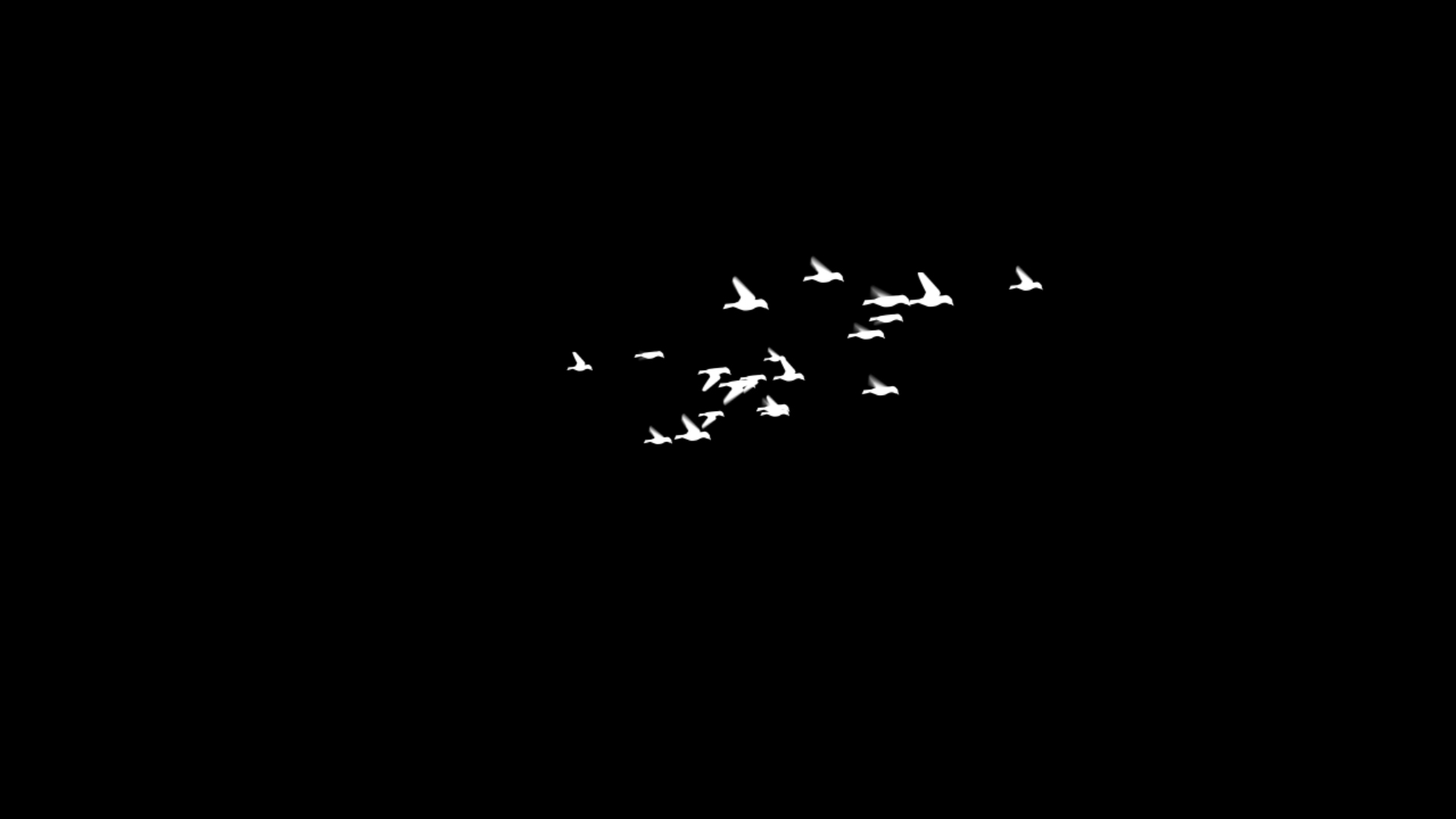 群鸟飞过带通道视频ae模板视频的预览图