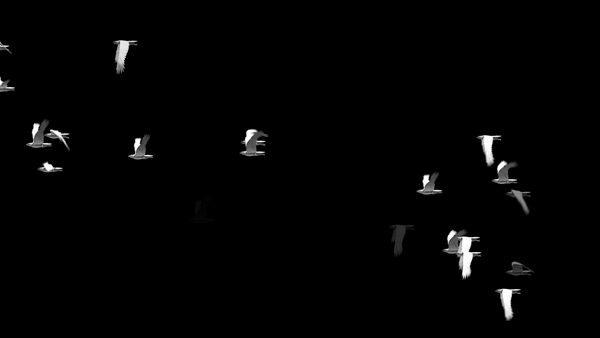 一群白鸽飞舞带透明通道视频ae模板视频的预览图