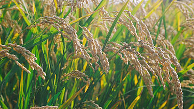 1080P阳光下饱满的水稻随风飘升格视频空镜视频的预览图