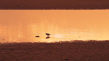 1080P夕阳下水鸟在湖边觅食视频空镜视频的预览图