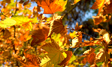 4K实拍秋天枯黄枫叶特写风景空镜视频的预览图