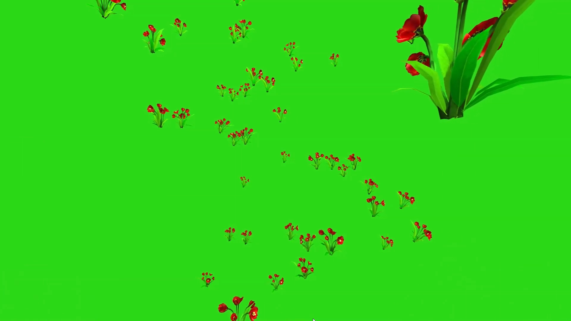 一大推花朵植物展示背景抠像视频视频的预览图