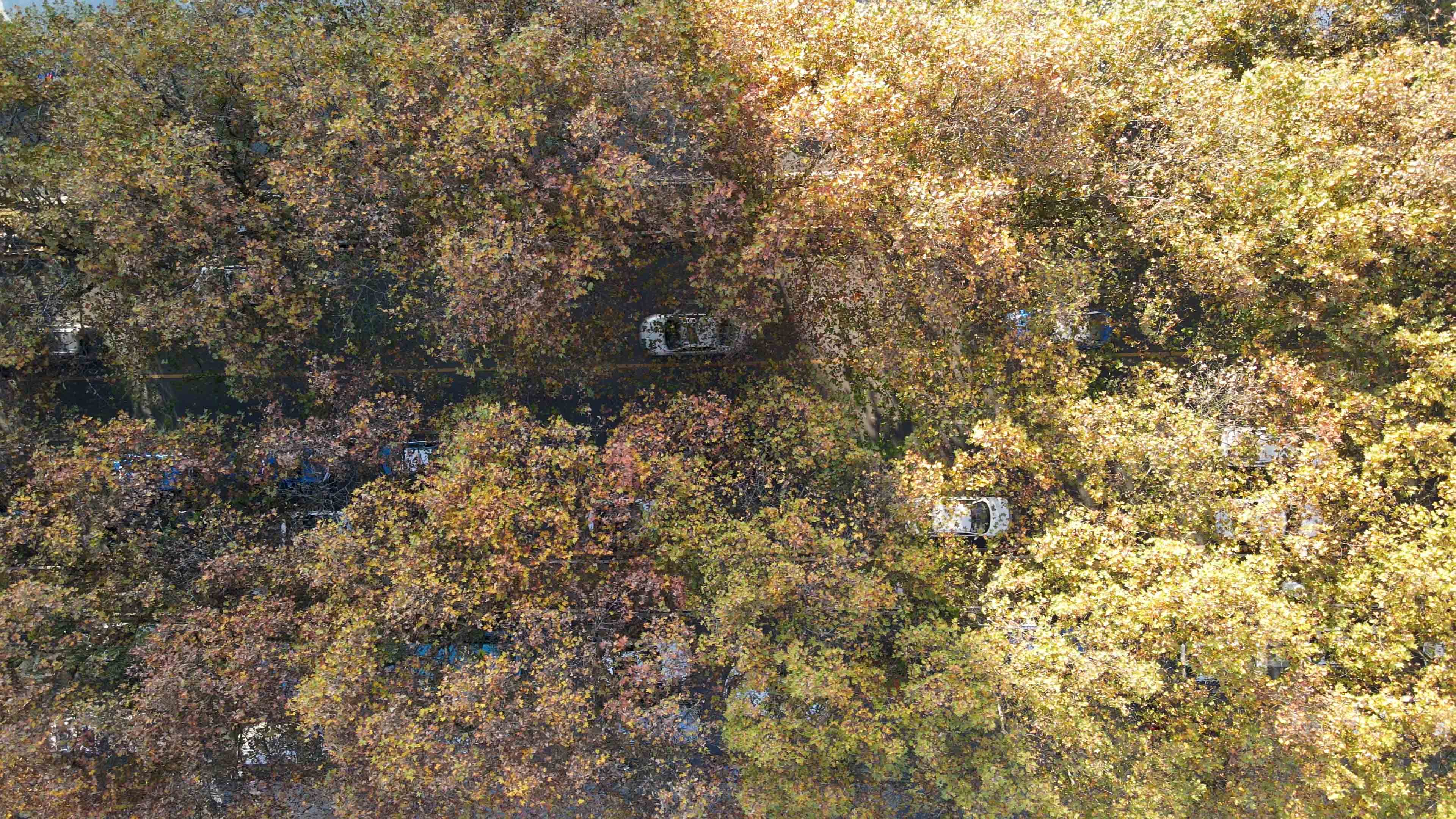 4K俯拍秋天枫叶下的车流交通情况空镜视频的预览图