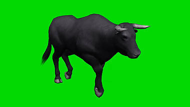 黑色的大牛动物行走展示合成素材视频的预览图