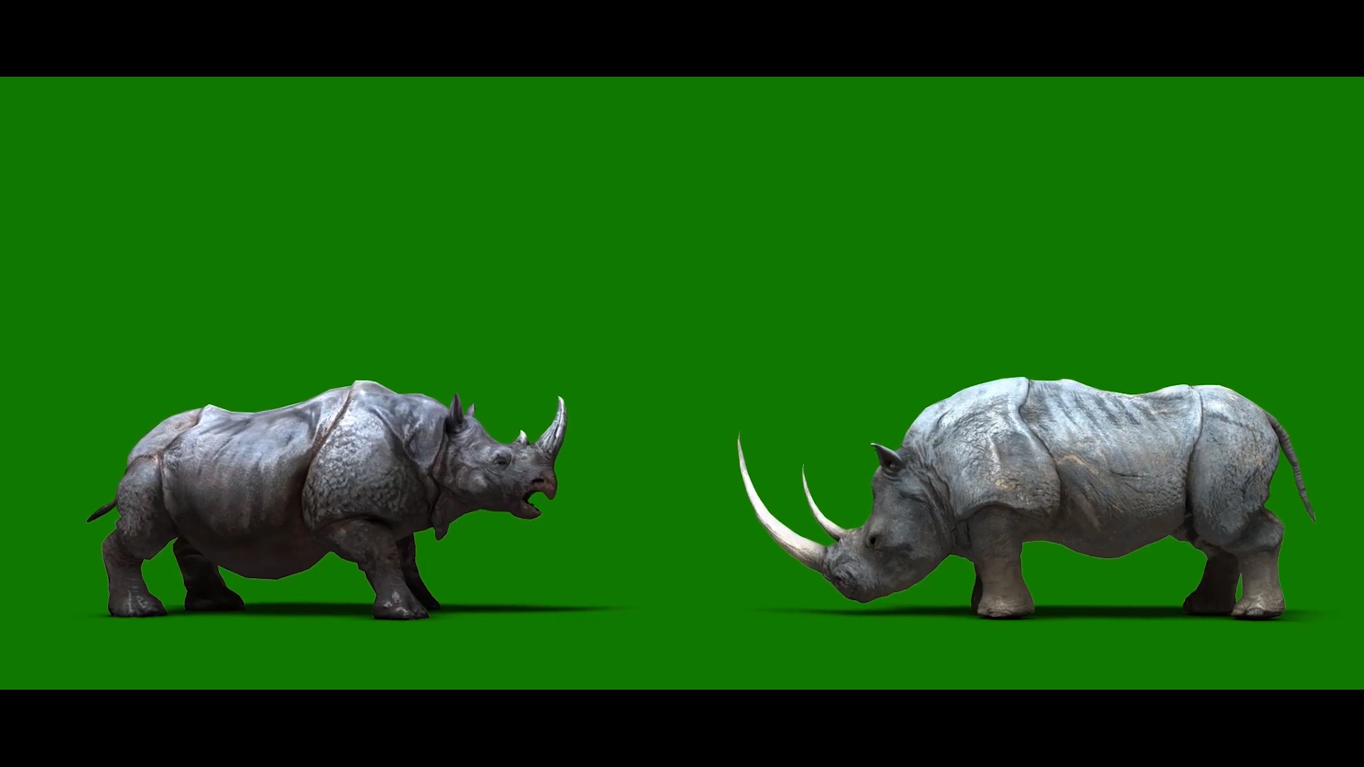 抠像两只大犀牛在搏斗合成素材视频的预览图