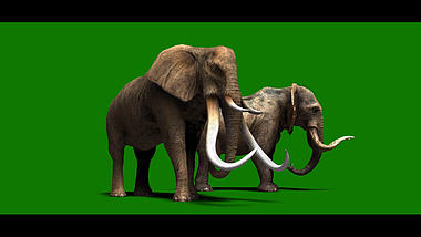 大象行走动物抠像视频素材视频的预览图