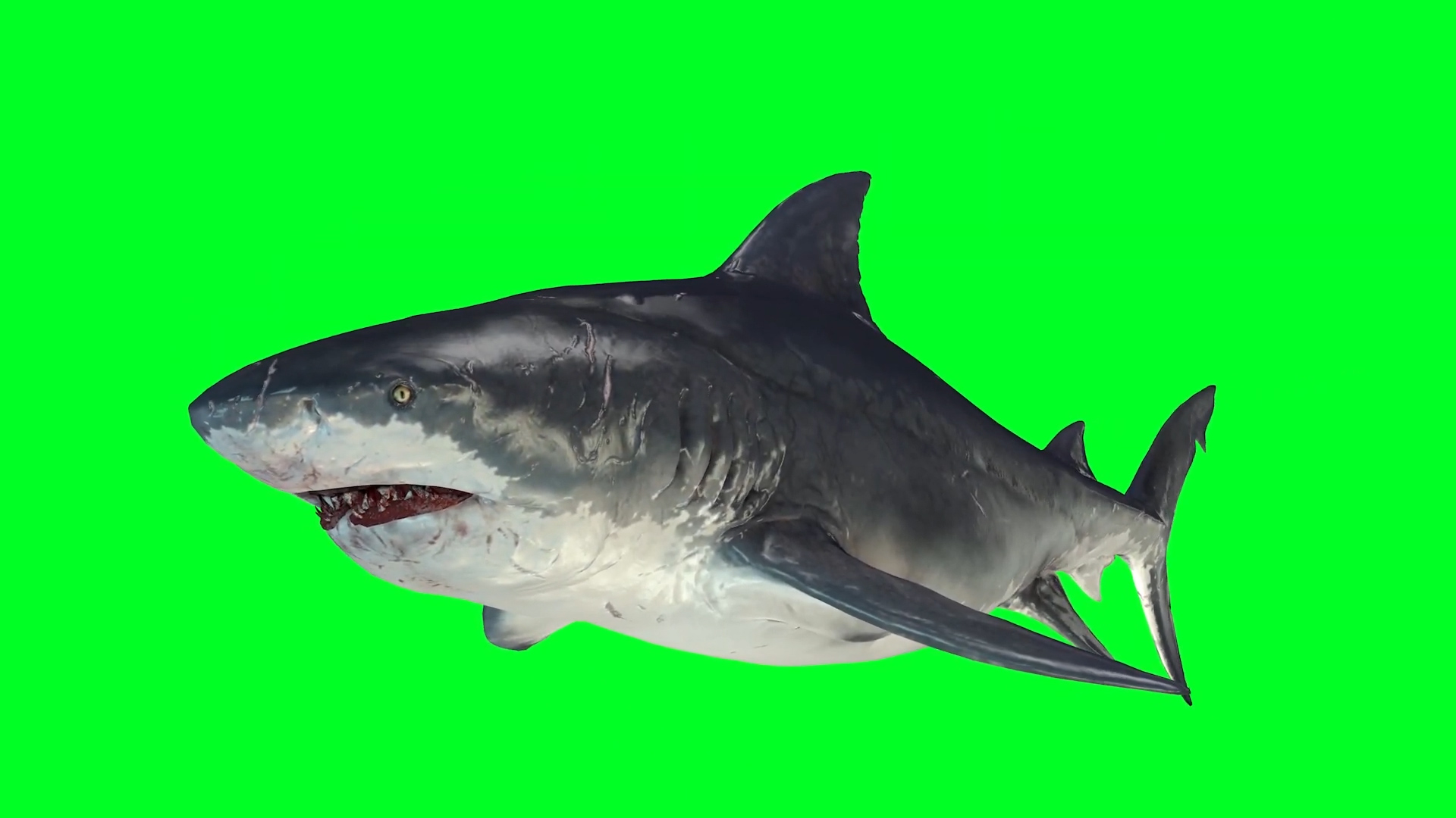 抠像视频大鲨鱼游动展示合成素材视频的预览图