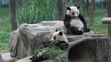 1080熊猫睡觉吃竹子实拍视频的预览图