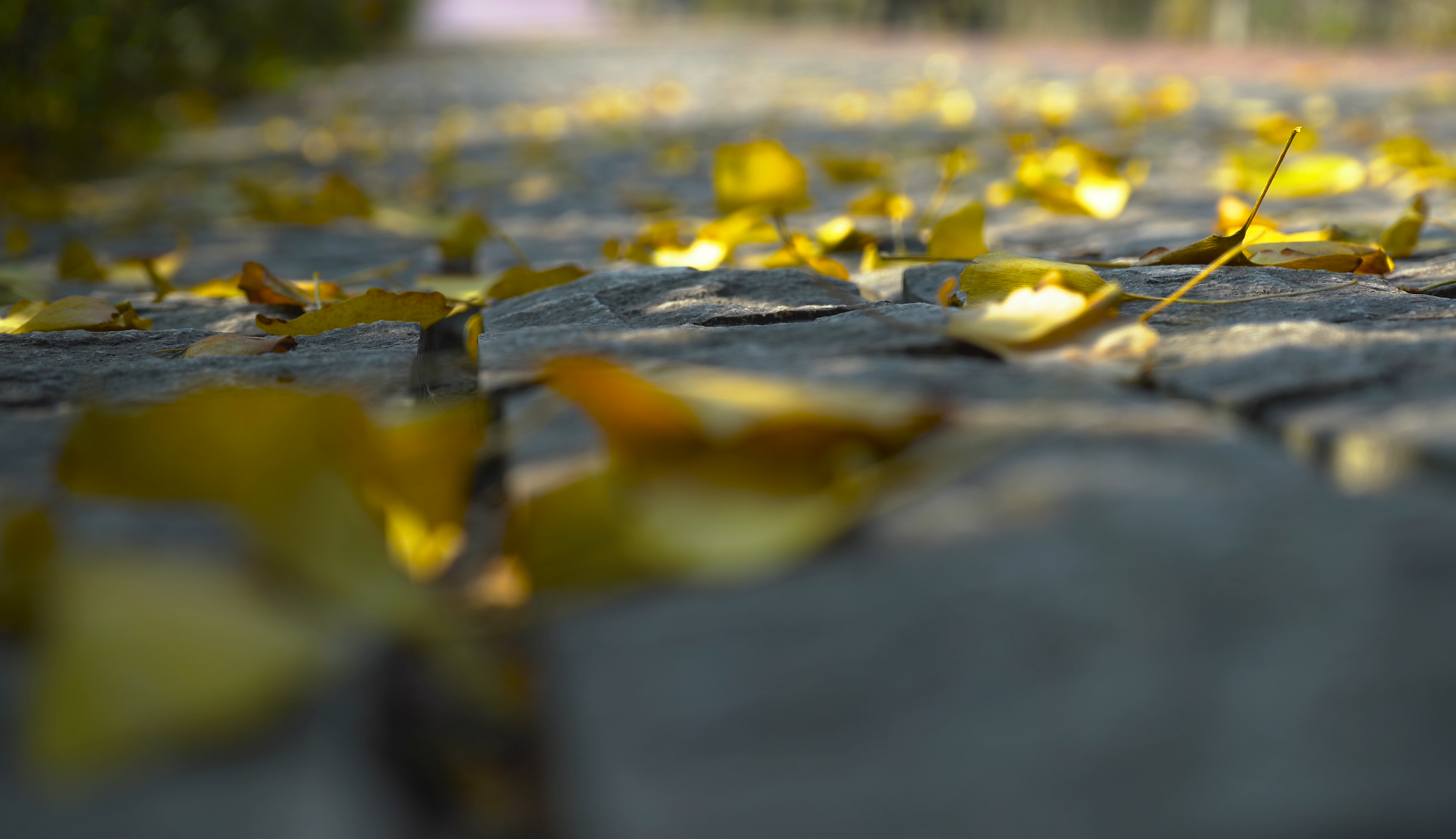 4K实拍唯美树叶掉落素材视频的预览图