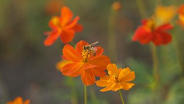 4k升格蜜蜂在花朵上采蜜实拍视频的预览图