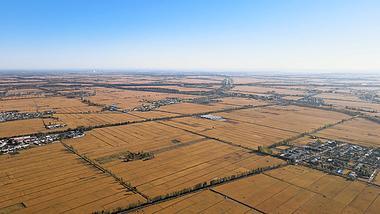 4K航拍麦子水稻田地一望无际风景视频的预览图