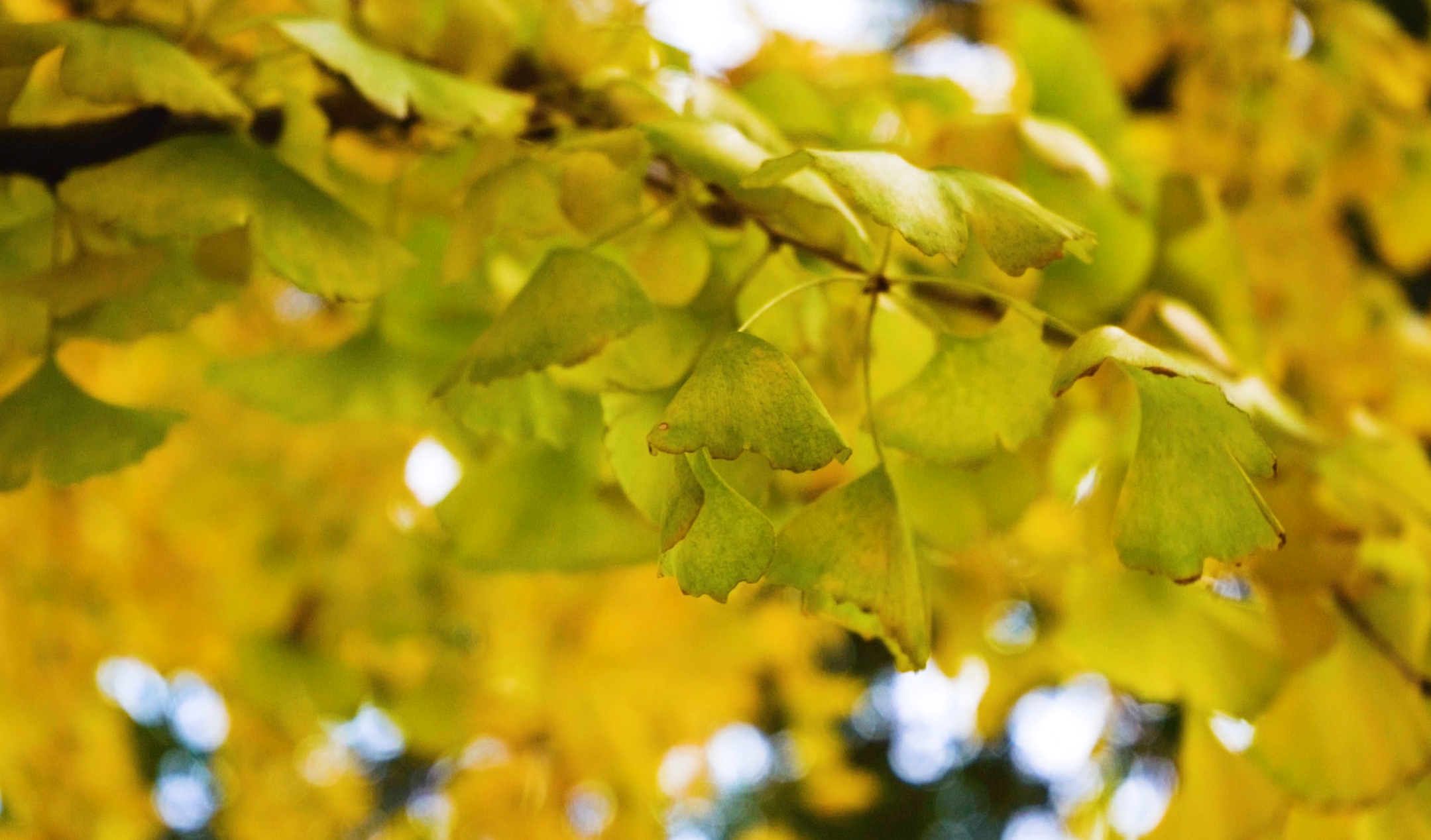 1080P高清升格银杏树叶飘动视频的预览图