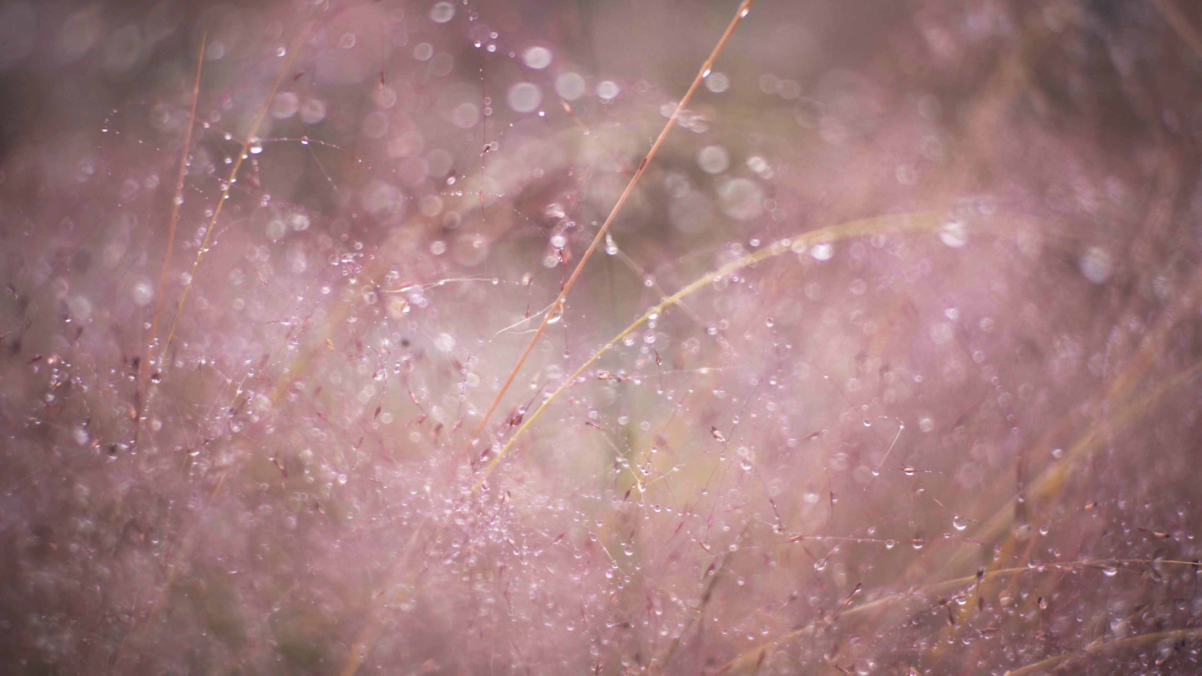 4K实拍唯美深秋清晨植物上的露珠露水视频的预览图
