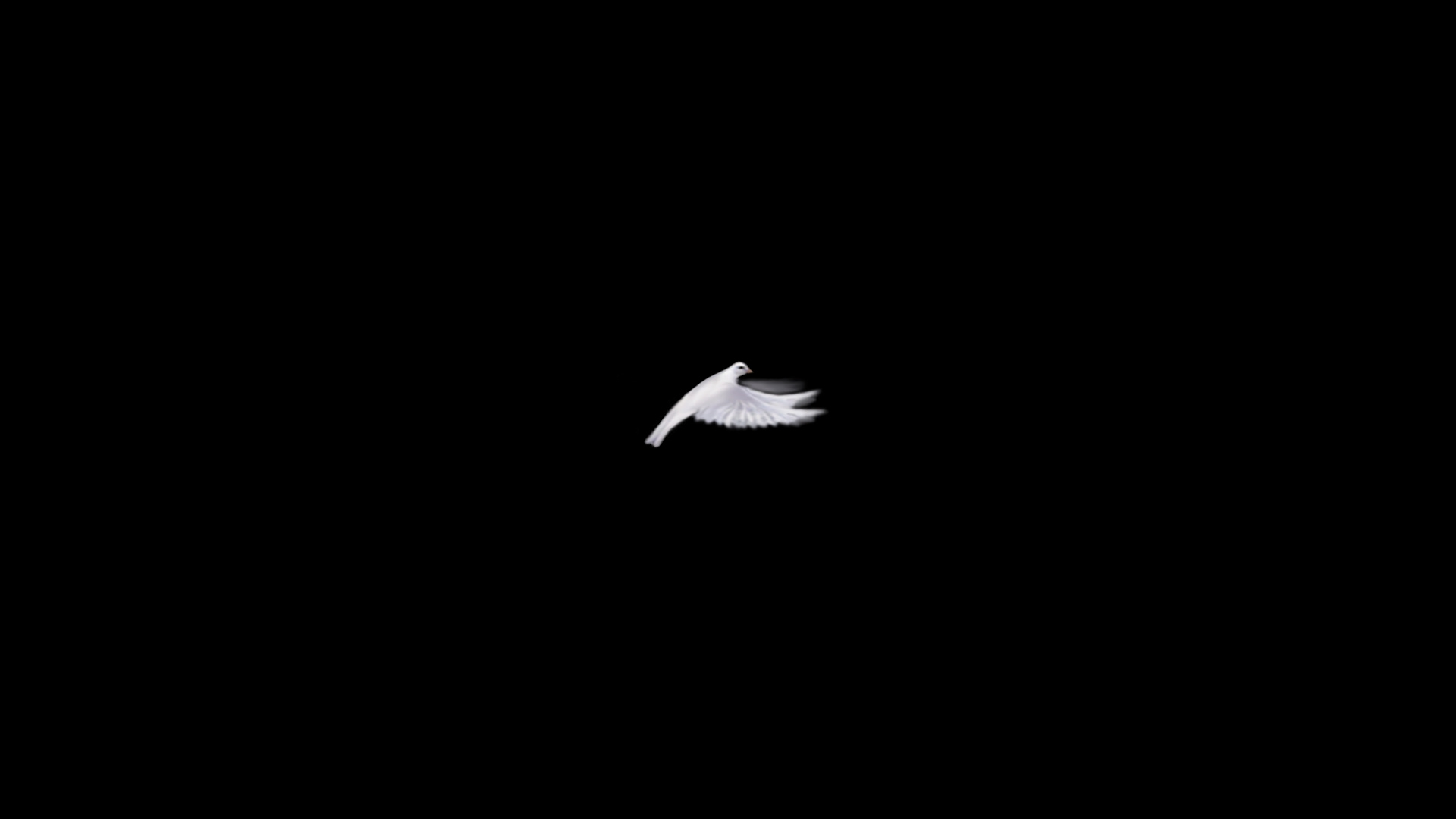 鸽子鸟特效透明通道素材MOV视频视频的预览图