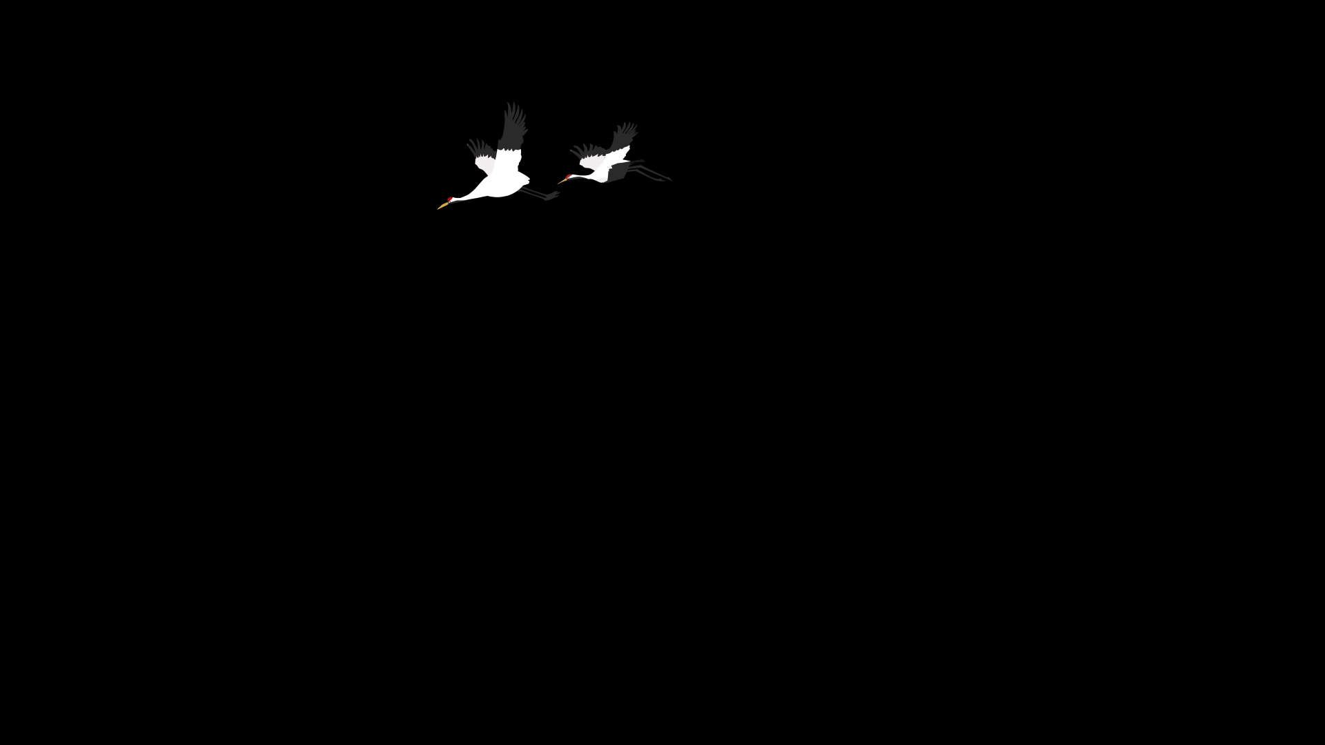 两只仙鹤飞鸟特效透明通道素材MOV视频视频的预览图