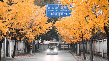 4k上海秋天马路银杏落叶视频的预览图