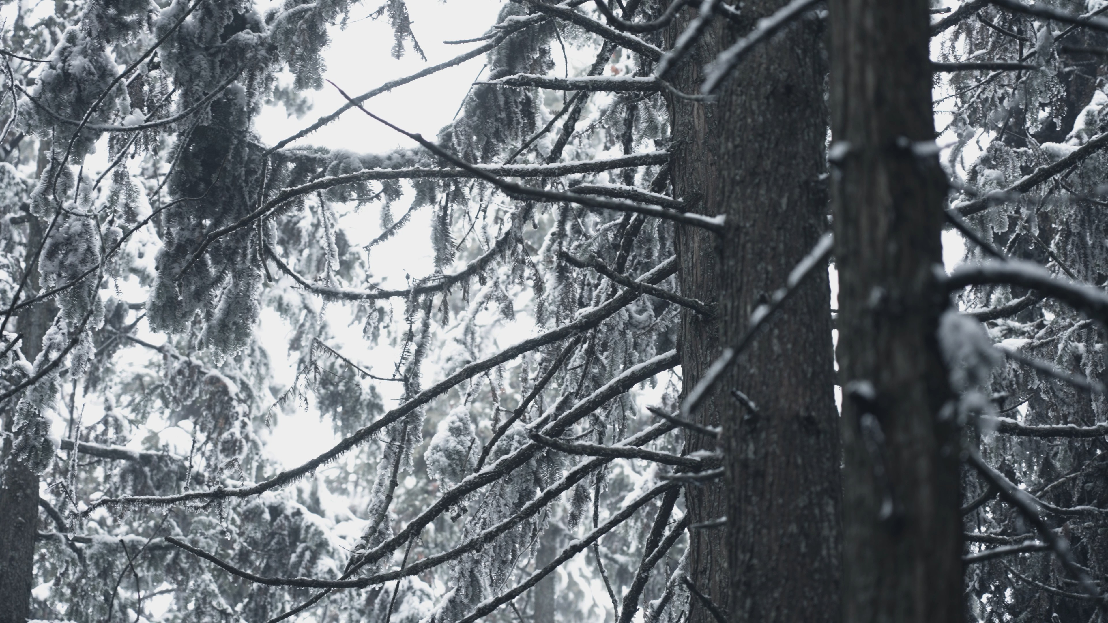 4k树木枝干雪景实拍视频的预览图