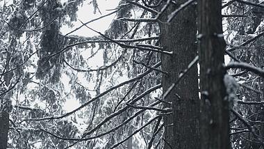 4k树木枝干雪景实拍视频的预览图