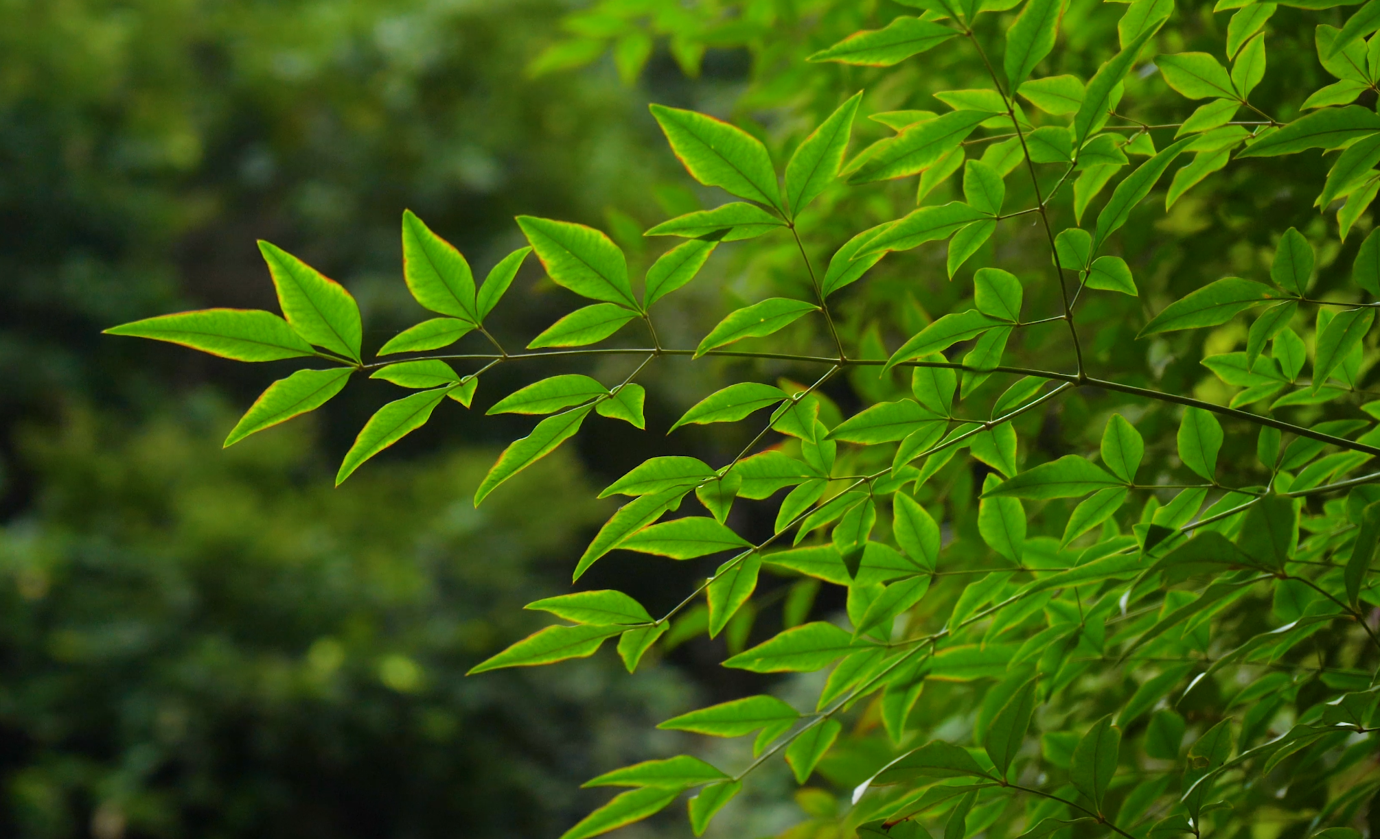 4K实拍绿色植物唯美空镜头视频的预览图