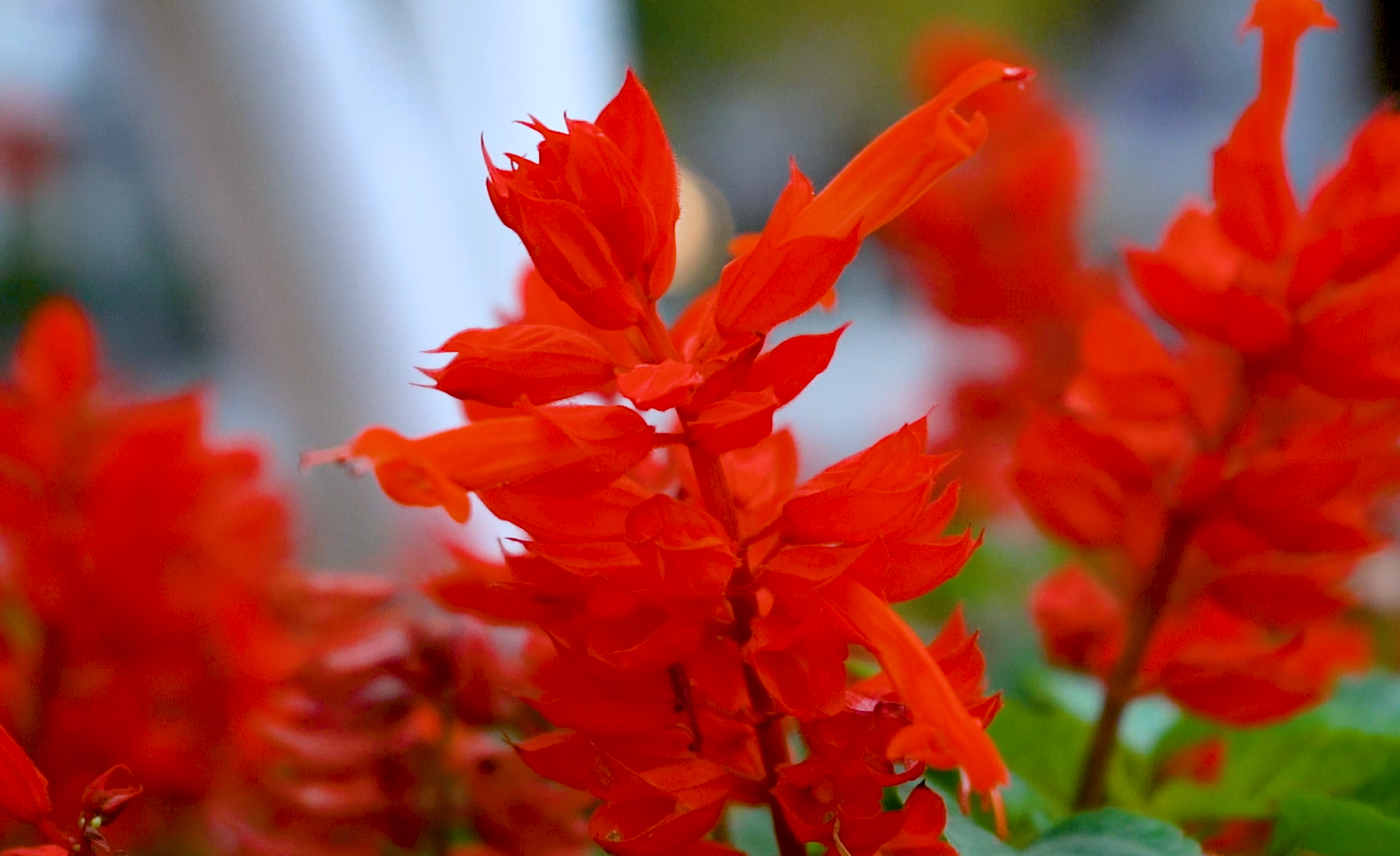 1080高清升格红色花卉特写视频的预览图