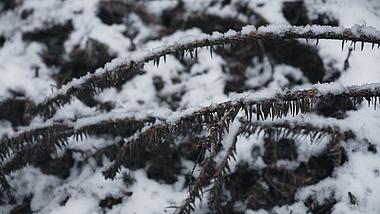 4k森林雪地雪景唯美空镜素材视频的预览图
