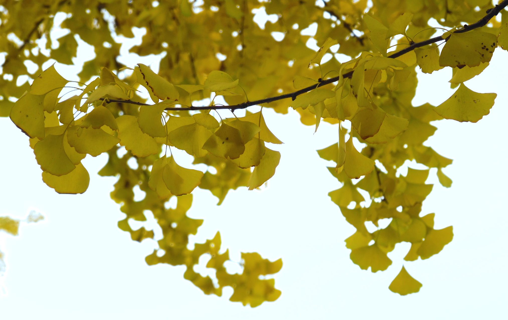 4K实拍唯美秋天的银杏树叶视频的预览图