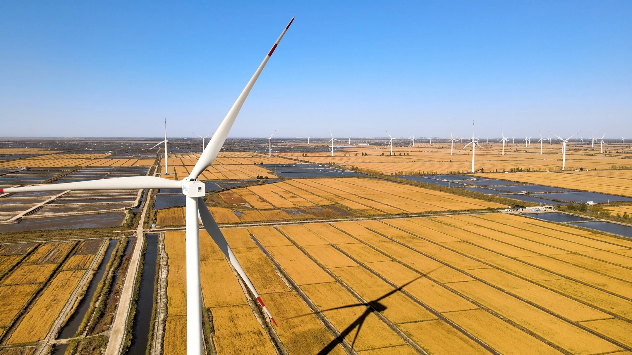 4K丰收玉米田地风力环保天际线视频的预览图