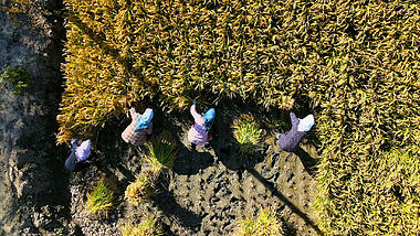 4K农村妇女稻田地收割庄稼视频的预览图