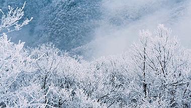 4K高山树林上积满了雪雪景航拍视频视频的预览图