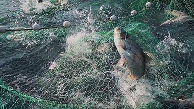 1080P很多鱼在渔网里扑腾视频的预览图