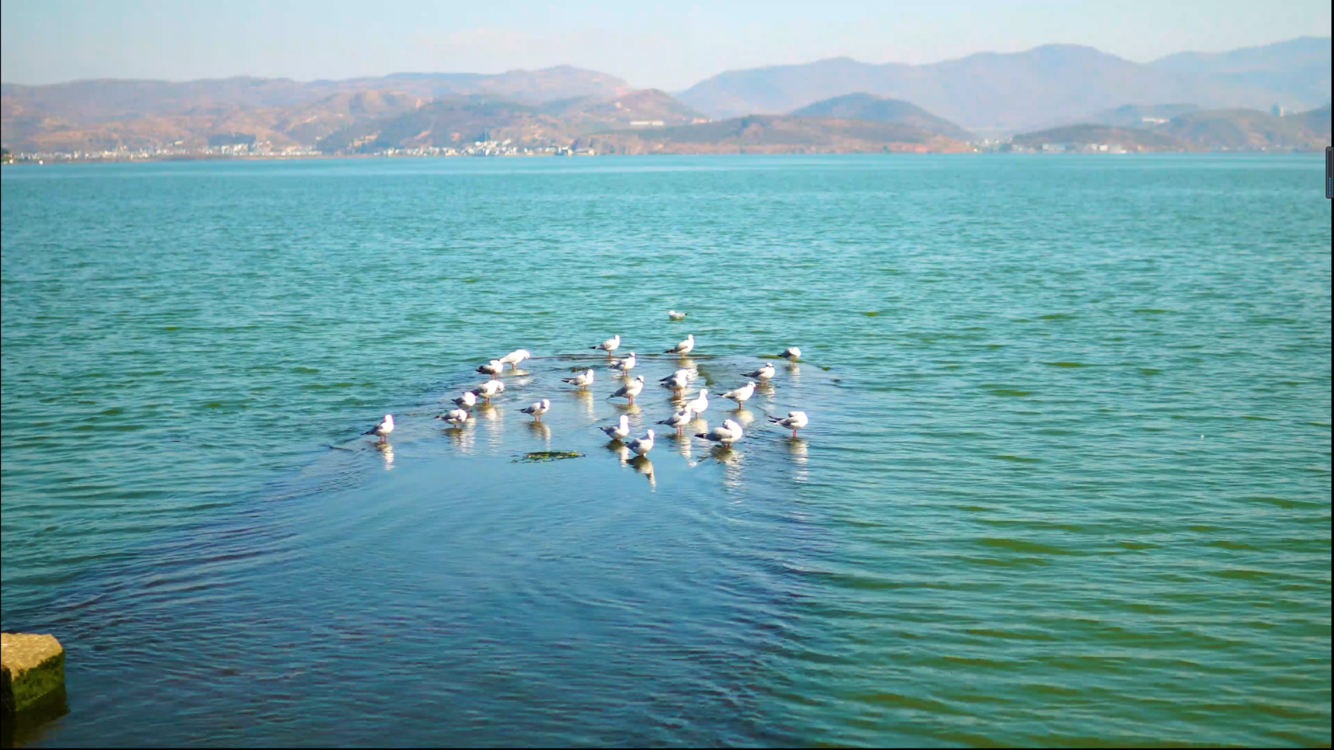 4k冬季云南大理洱海里的成群的海鸥视频的预览图