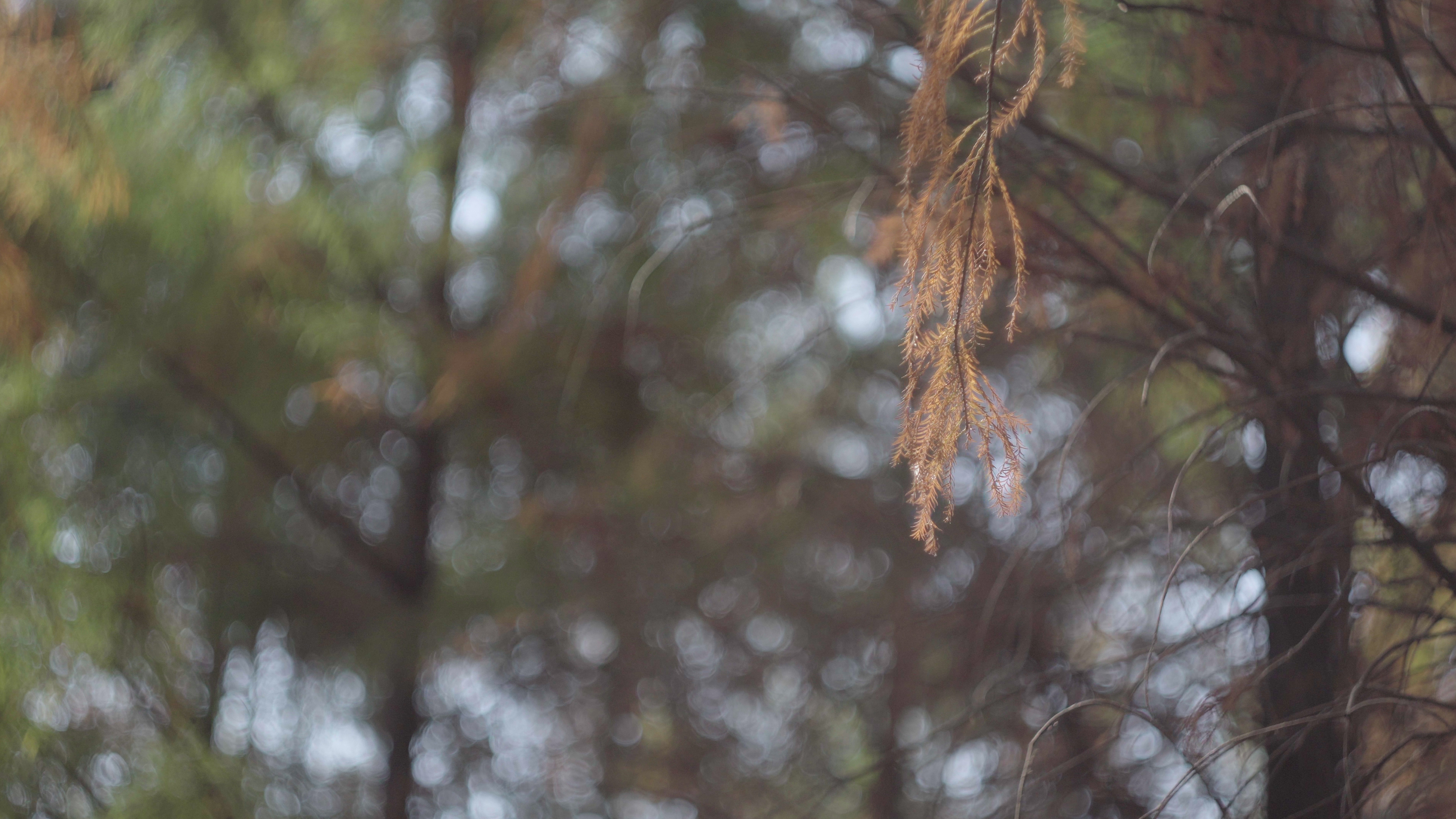唯美浪漫的金黄松树枝意境空镜视频的预览图
