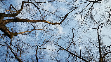 实拍冬天蓝天树枝空镜头视频的预览图