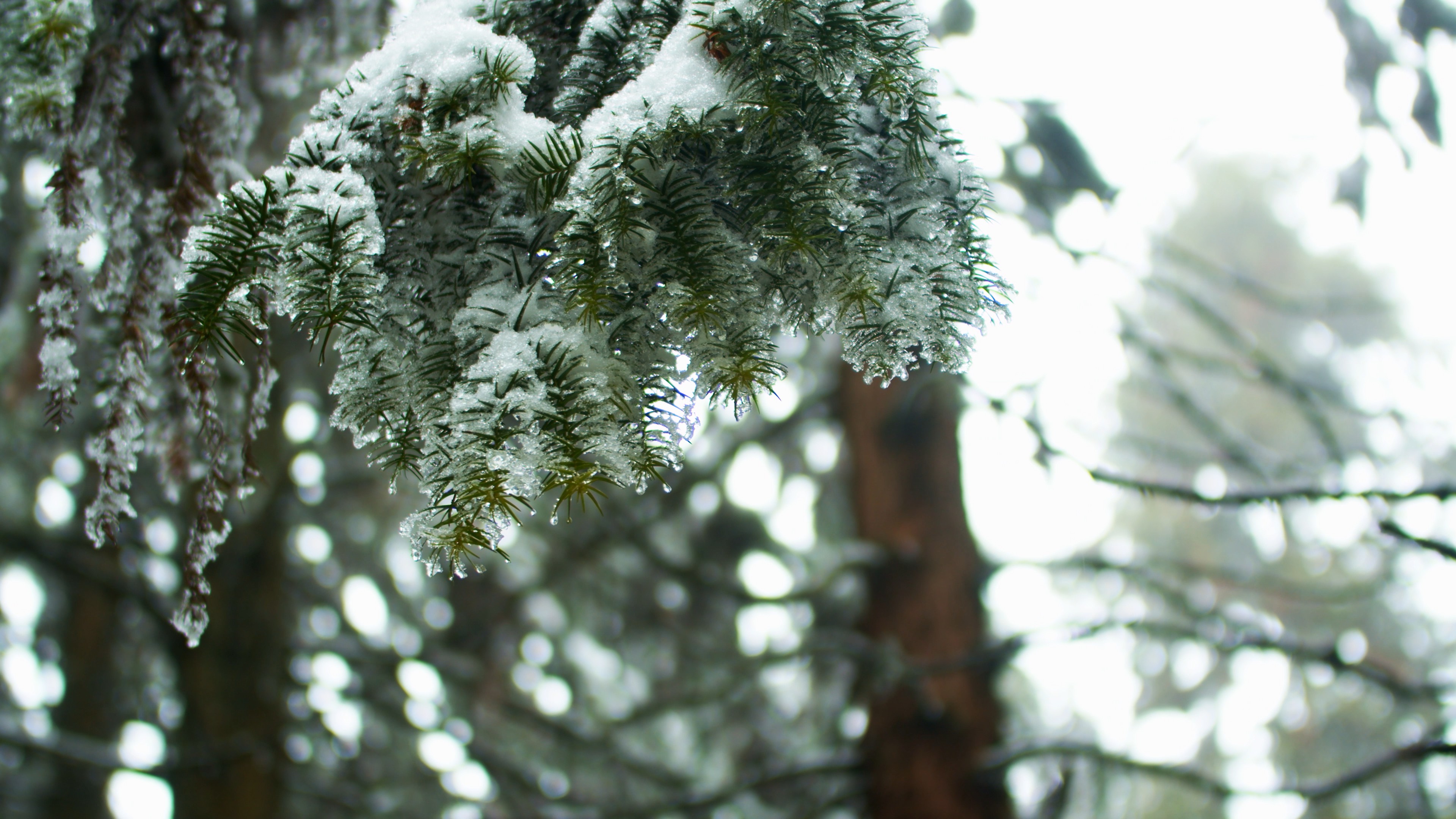 4K实拍冬日松枝上的雪雪景视频素材视频的预览图