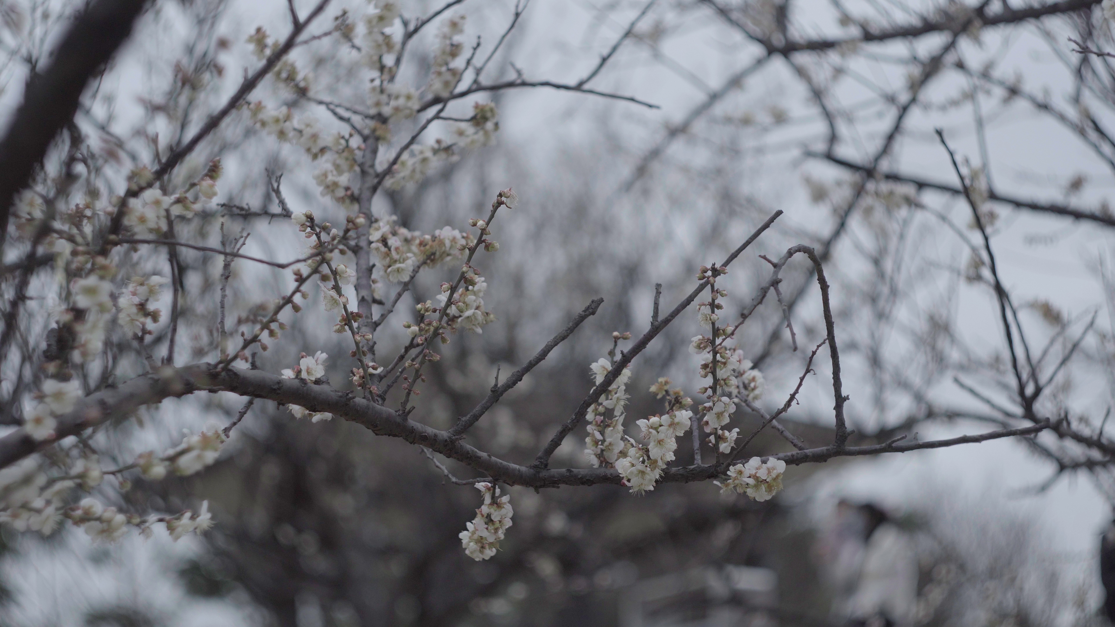寒风中绽放的美丽梅花丛视频的预览图