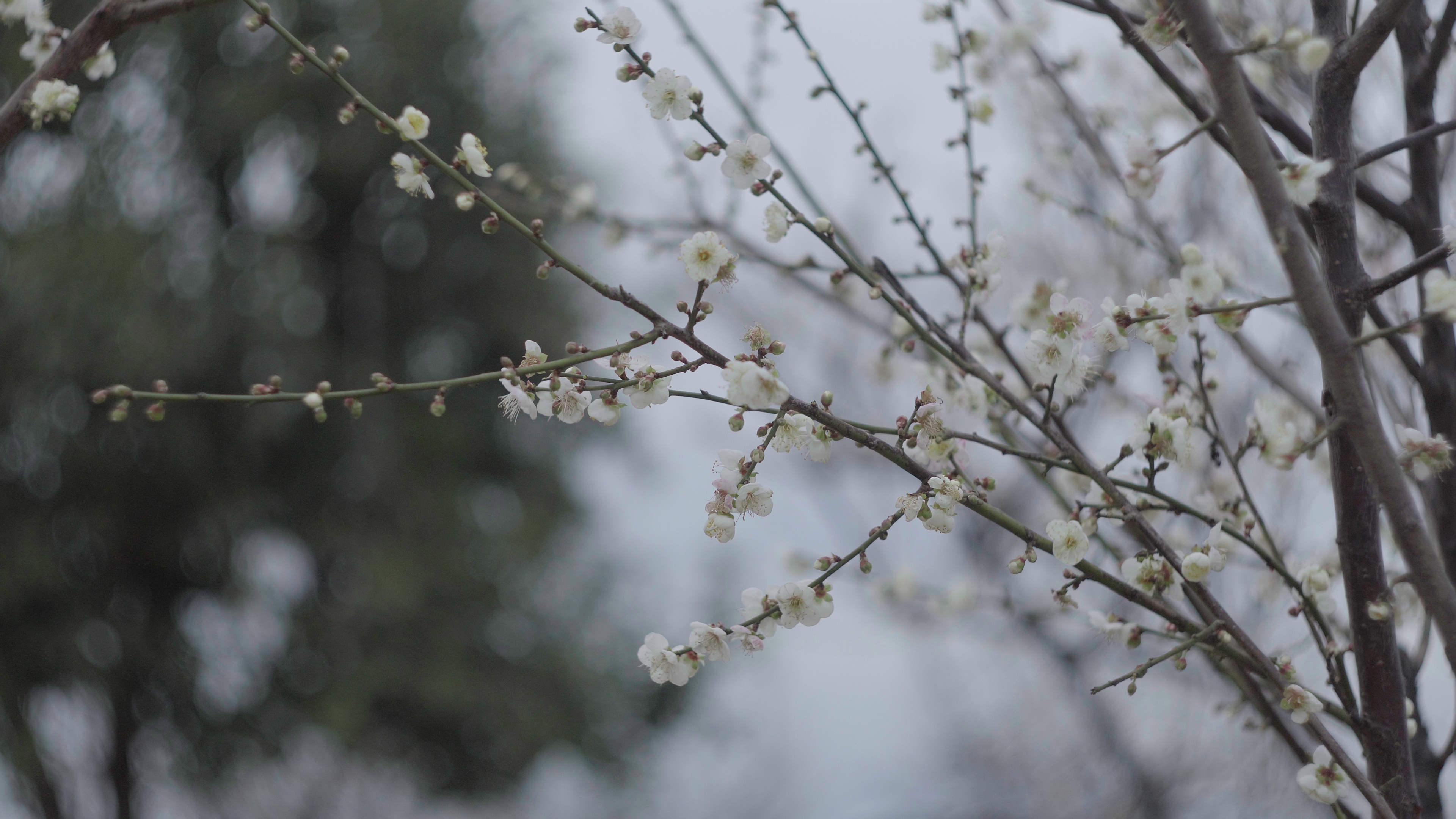 寒风中绽放的美丽梅花视频的预览图