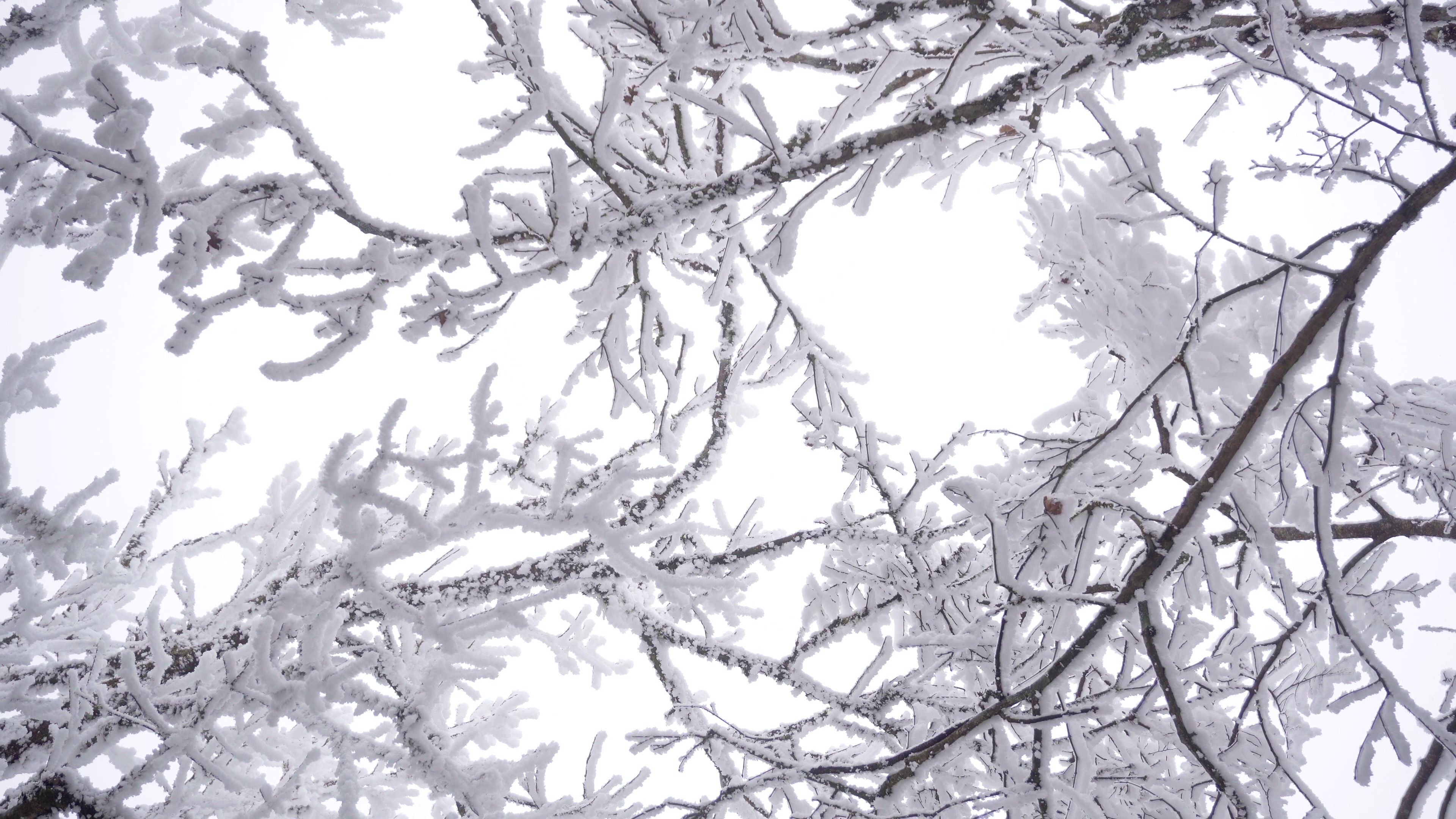 4K实拍大雪下树枝上的松雾视频素材视频的预览图