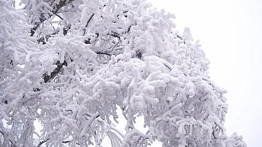 4K实拍冰雪包裹的树枝视频素材视频的预览图