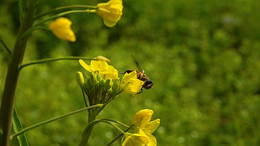 1080P实拍春天蜜蜂花朵采蜜升格空镜视频的预览图