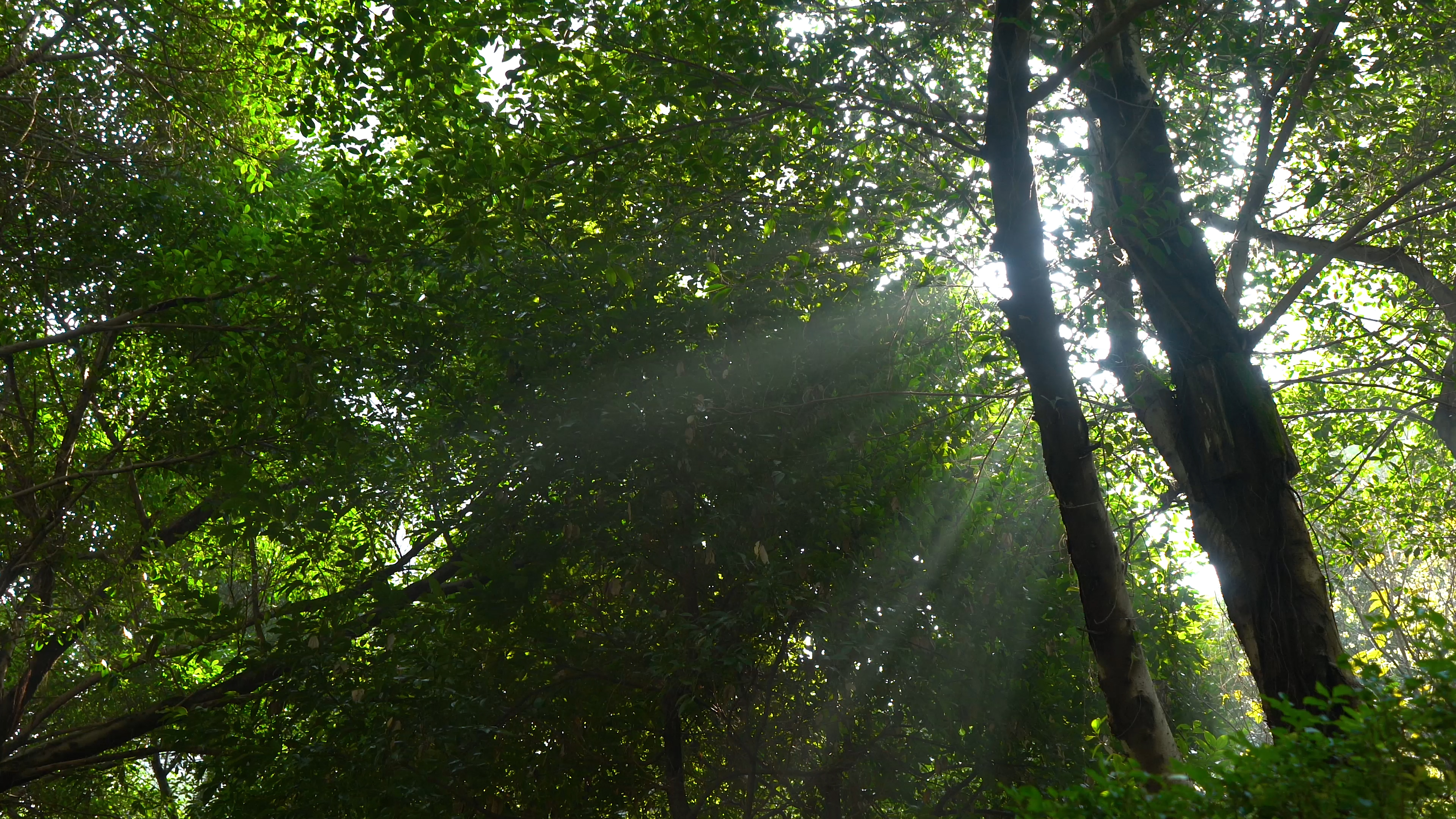 4K实拍春天唯美阳光照射绿树树枝视频的预览图